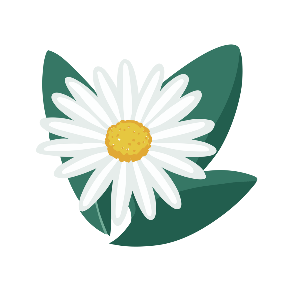 Daisy flower transparent background,Ai Generative png