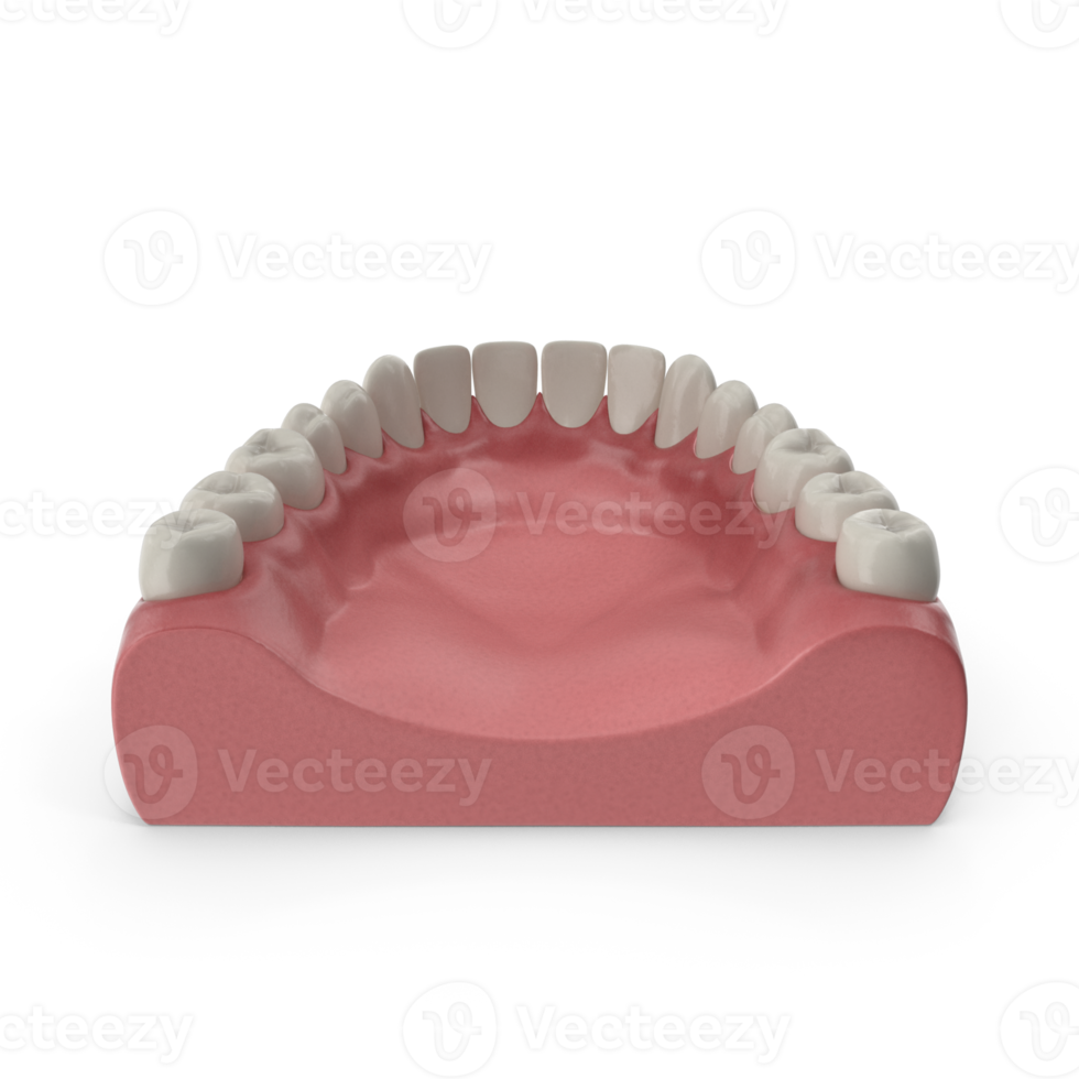 mandibular humano goma y dientes. médicamente preciso diente 3d ilustración, boca goma y dientes. médicamente preciso diente 3d ilustración png