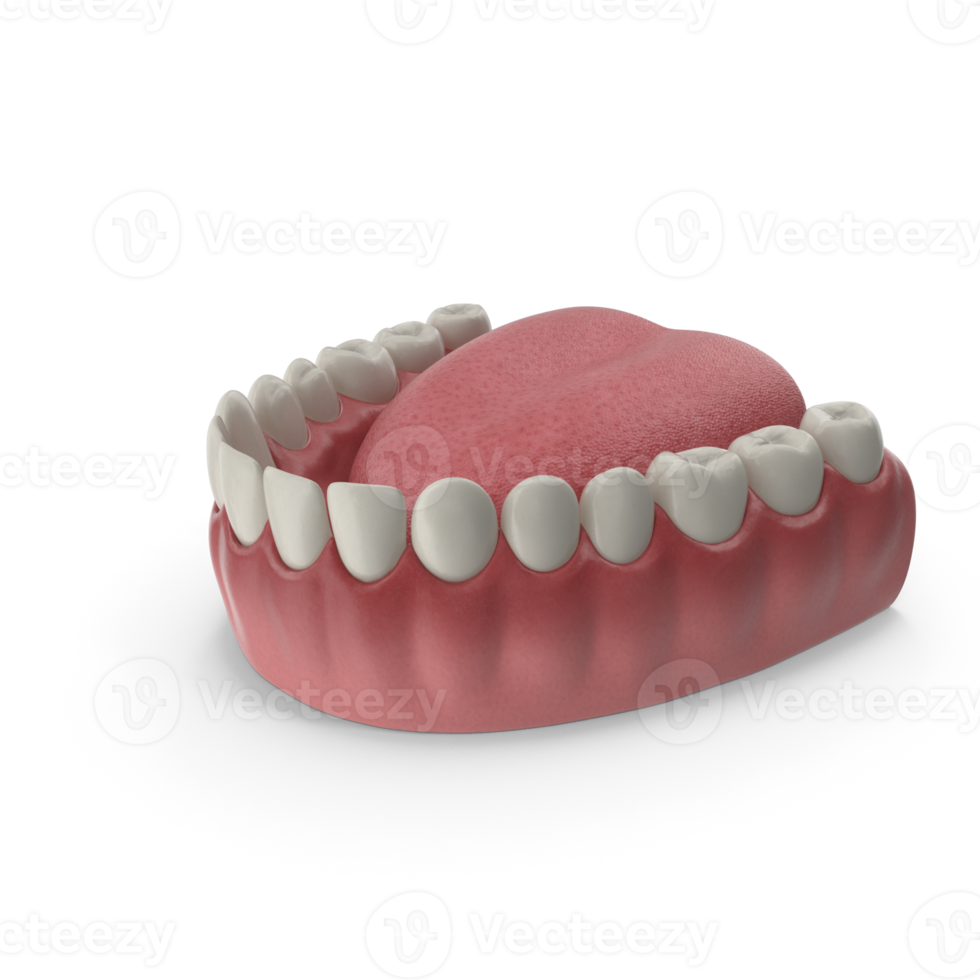 mandibular humano goma y dientes. médicamente preciso diente 3d ilustración, boca goma y dientes. médicamente preciso diente 3d ilustración png