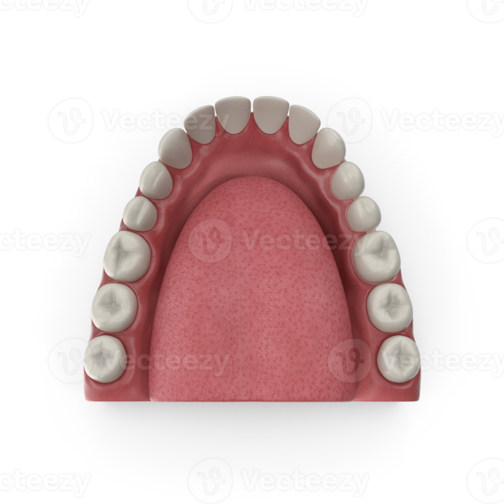 mandibular humano goma y dientes. médicamente preciso diente 3d ilustración, boca goma y dientes. médicamente preciso diente 3d ilustración png