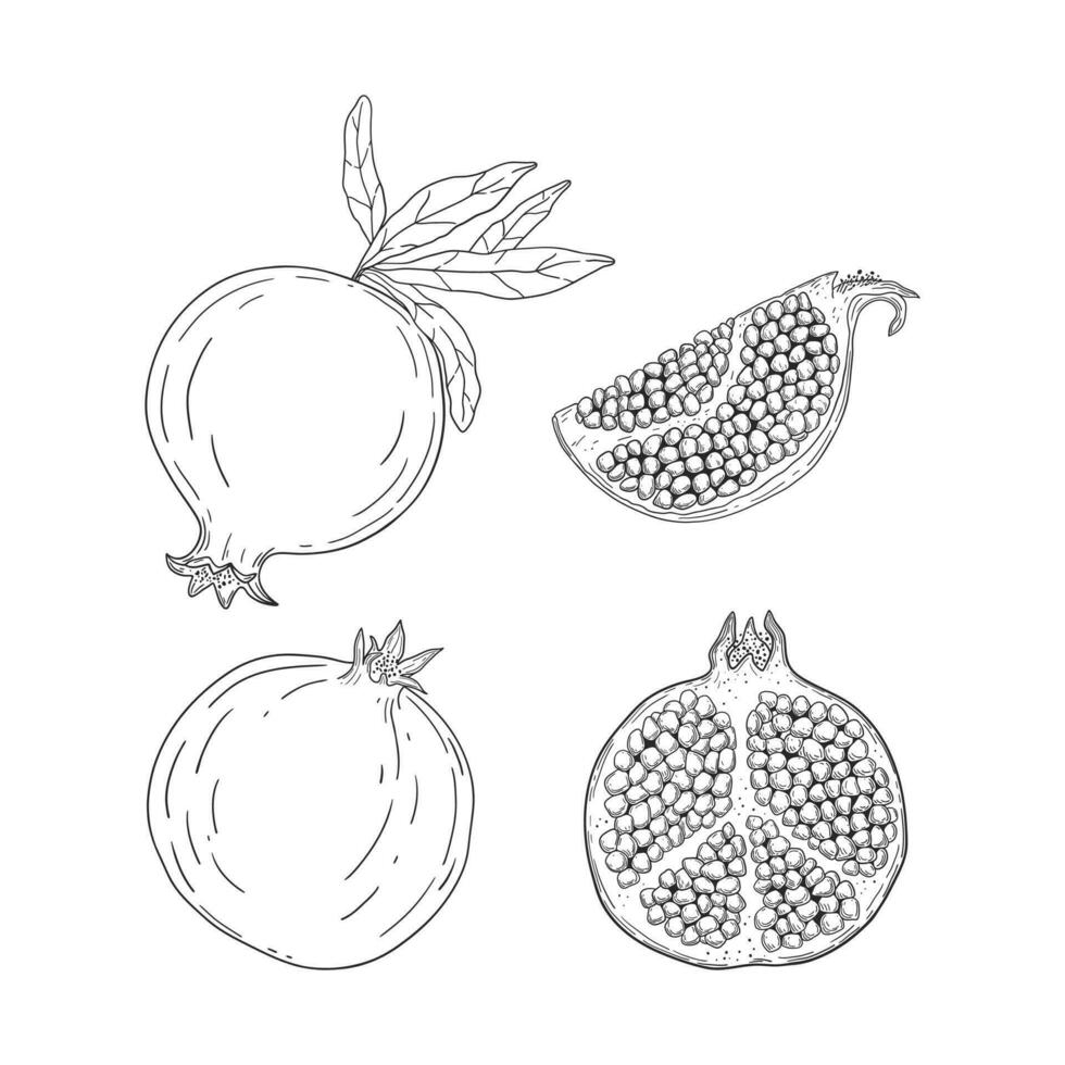 mano dibujado granadas colocar. todo y Cortado frutas Clásico ilustración vector