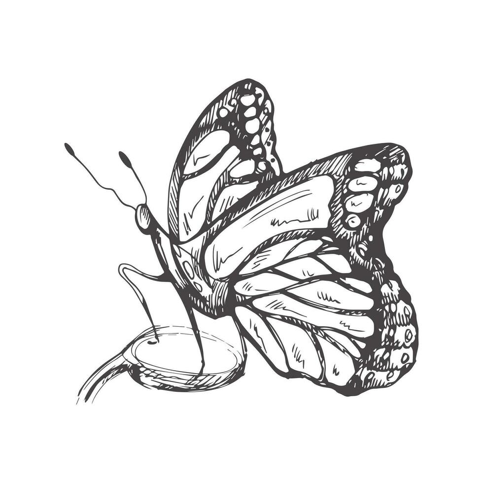 Hand drawn  butterfly sketch. Monochrome insect  doodle. Black and white vintage element.  Vector sketch.  Detailed retro style.