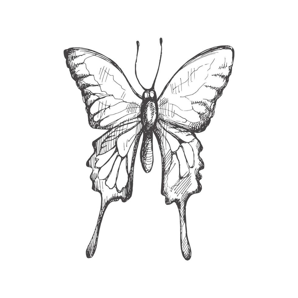 mano dibujado mariposa bosquejo. monocromo insecto garabatear. negro y blanco Clásico elemento. vector bosquejo. detallado retro estilo.