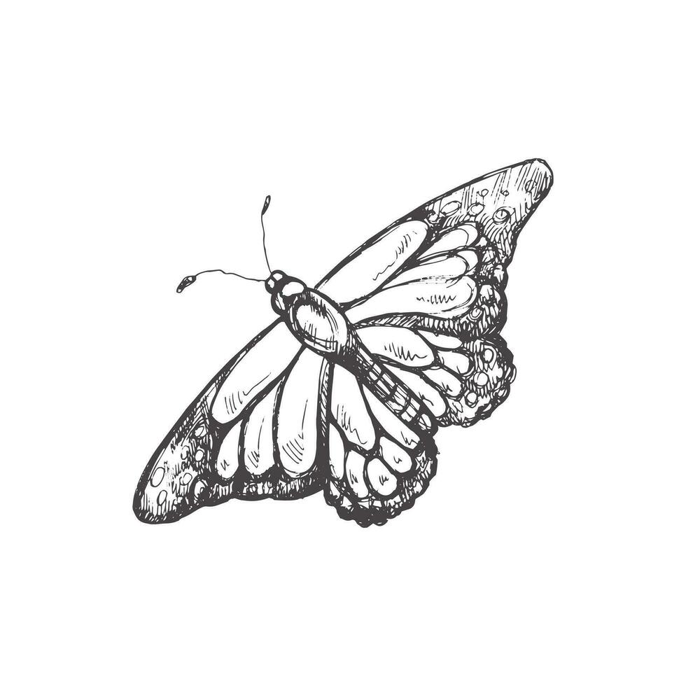 Hand drawn  butterfly sketch. Monochrome insect  doodle. Black and white vintage element.  Vector sketch.  Detailed retro style.