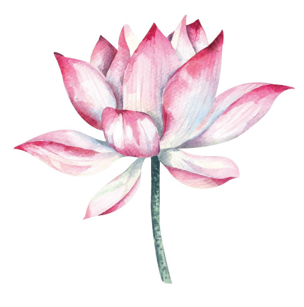 Watercolor pink lotus.Pink lotus.Botanical illustration.Elements for design decorating vintage style invitation cards. vector
