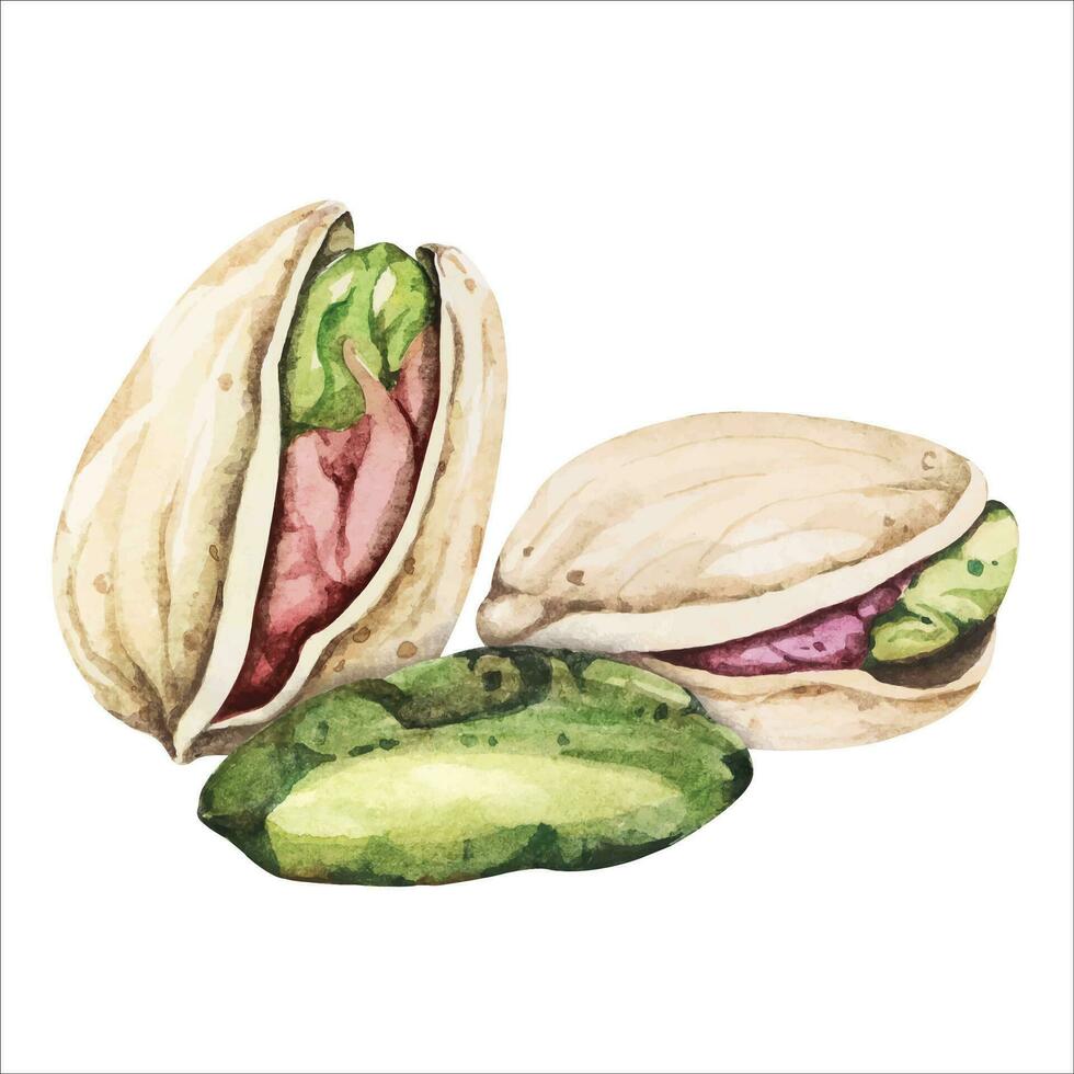 Watercolor pistachio nuts isolated.Hand drawn nut.Grain protein. vector