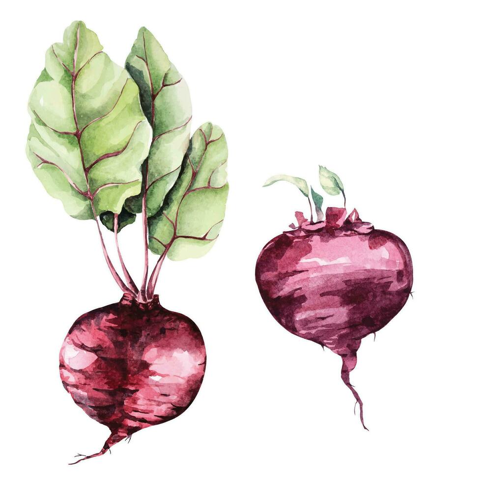 Beet root with green leaves.Watercolor organic food fresh vegetable