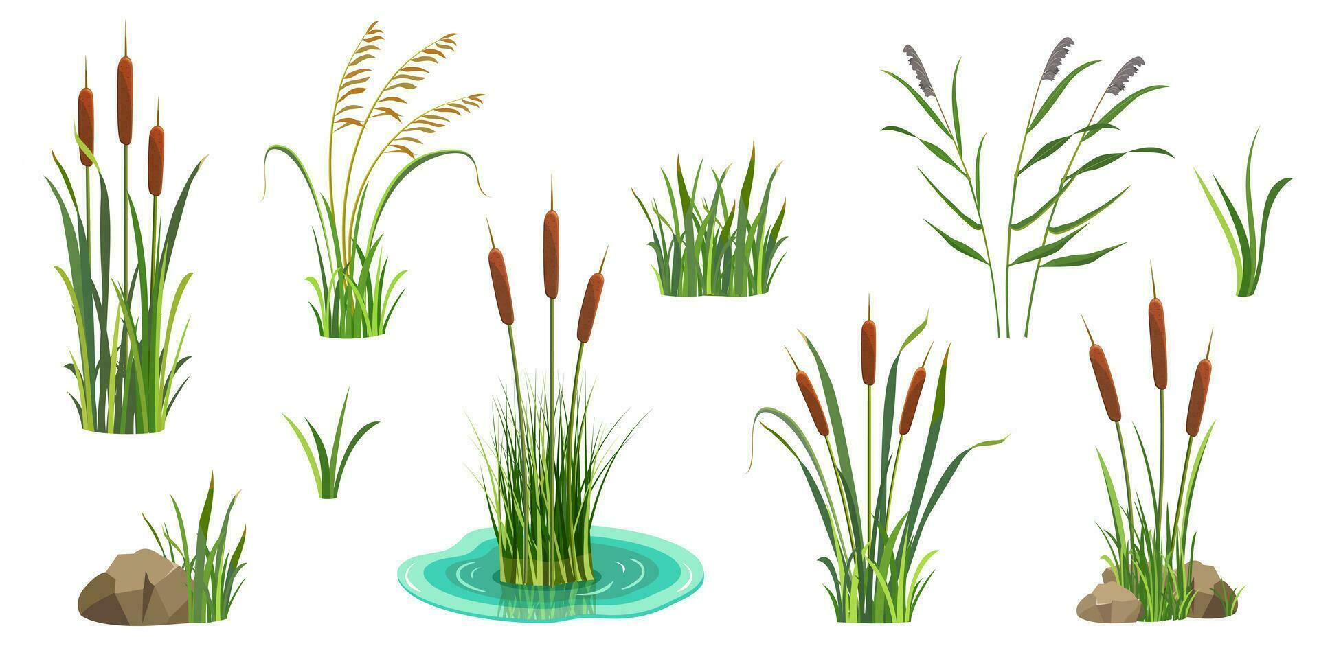 Reeds on white. Set of elements of tall marsh grass with cattail. Vector illustration of lake vegetation. River thickets.