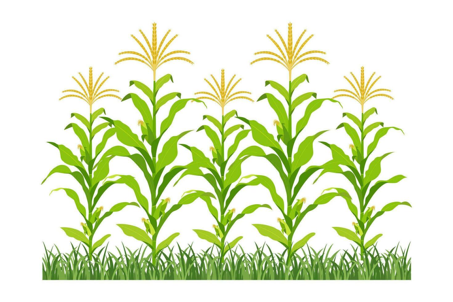 Field of maize in bloom. Background of agricultural plants. Corn growth. vector