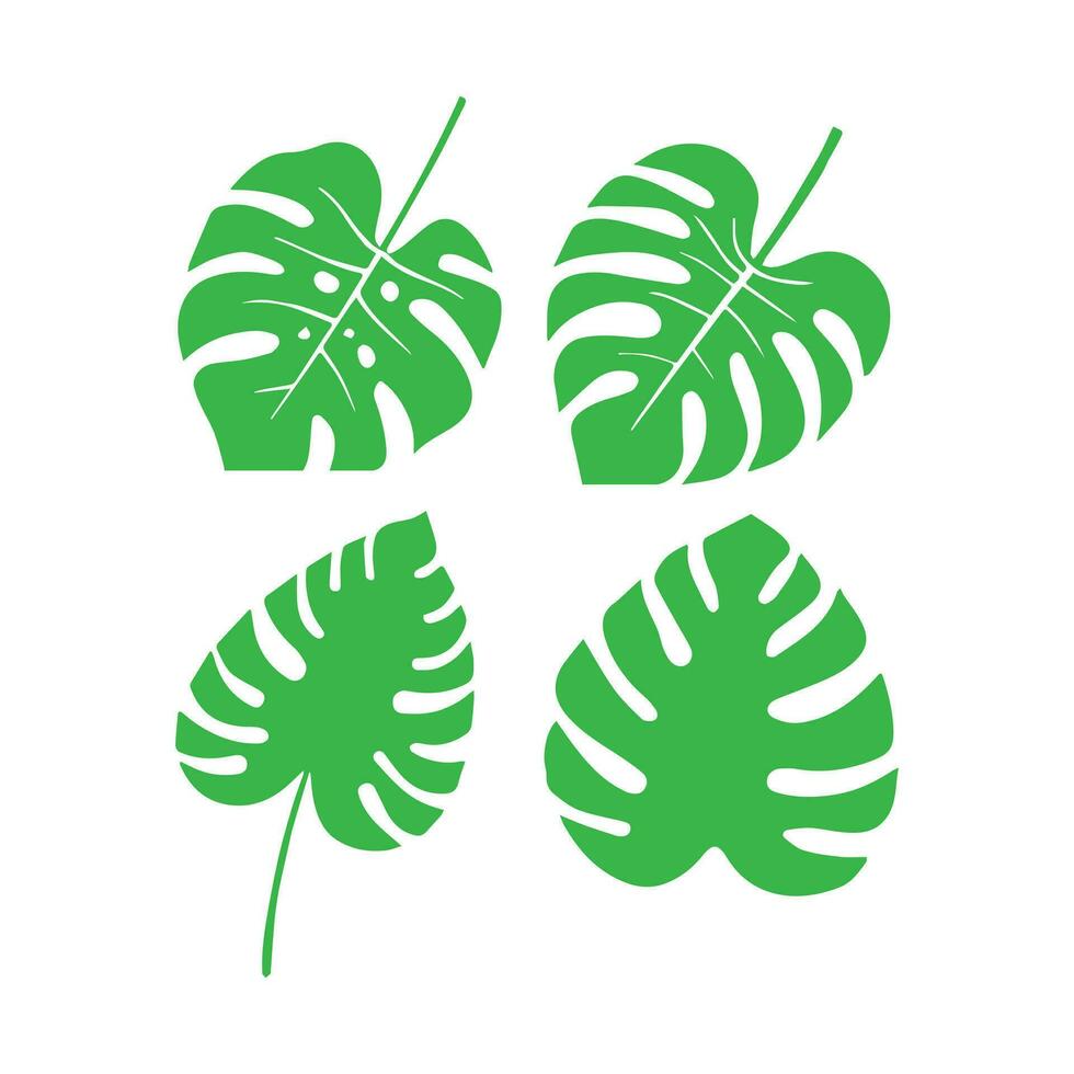 Monstera leaf icon vector