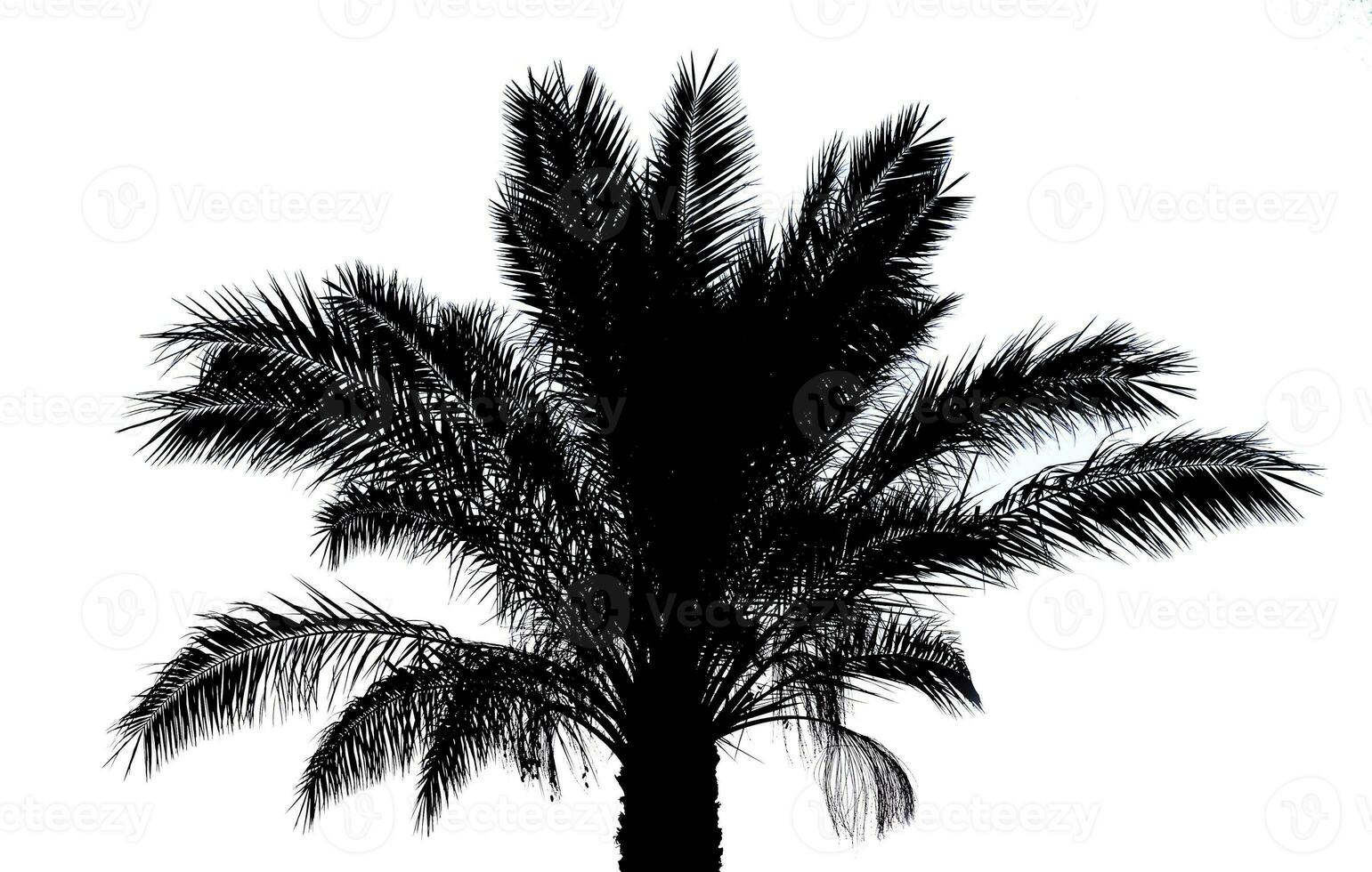 Palm tree silhouette photo