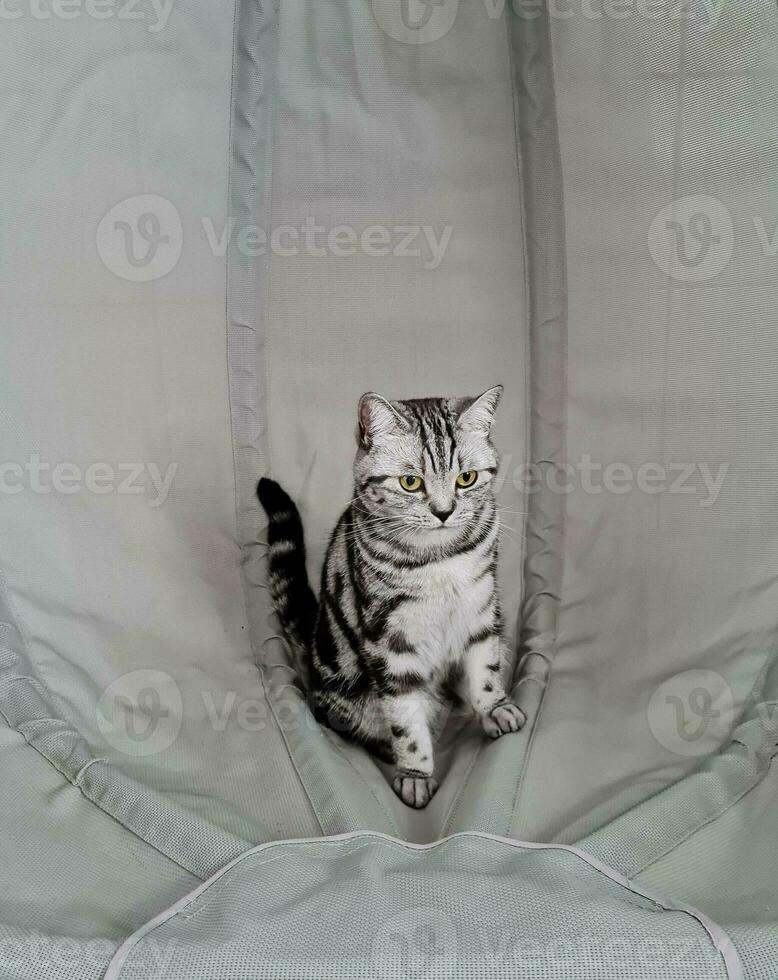 grey british short hair cat photo