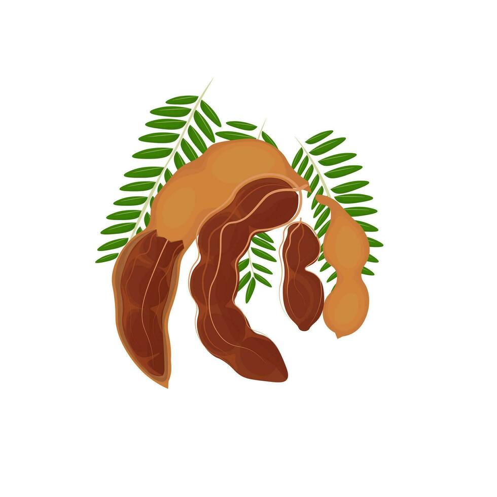 Peeled Tamarind Fruit Illustration Logo vector