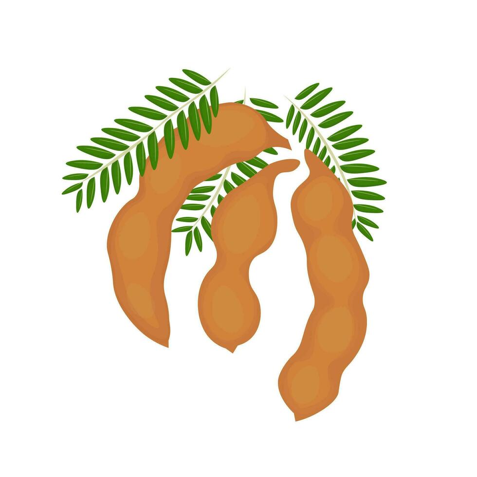 Tamarind Fruit Realistic Vector Illustration Logo