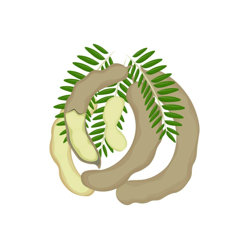 Raw Green Tamarind Illustration Logo vector