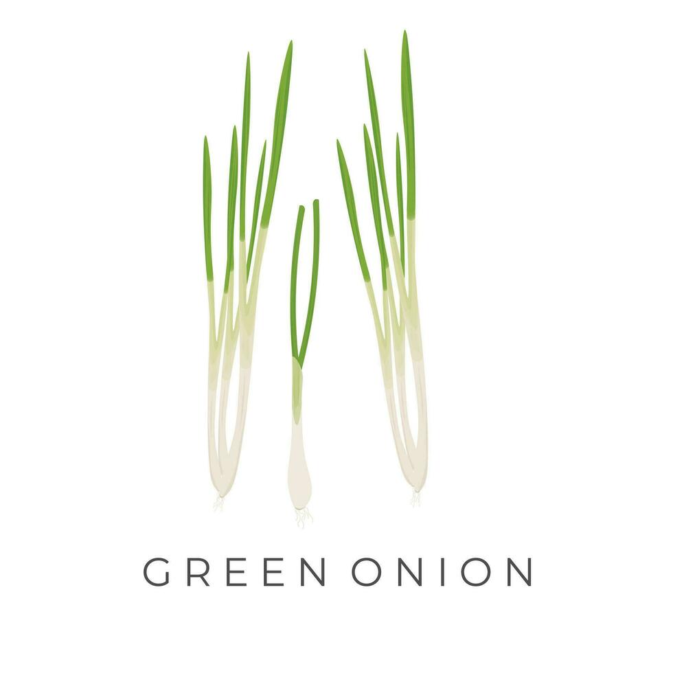 Fresco verde cebolla o cebollino realista vector ilustración logo