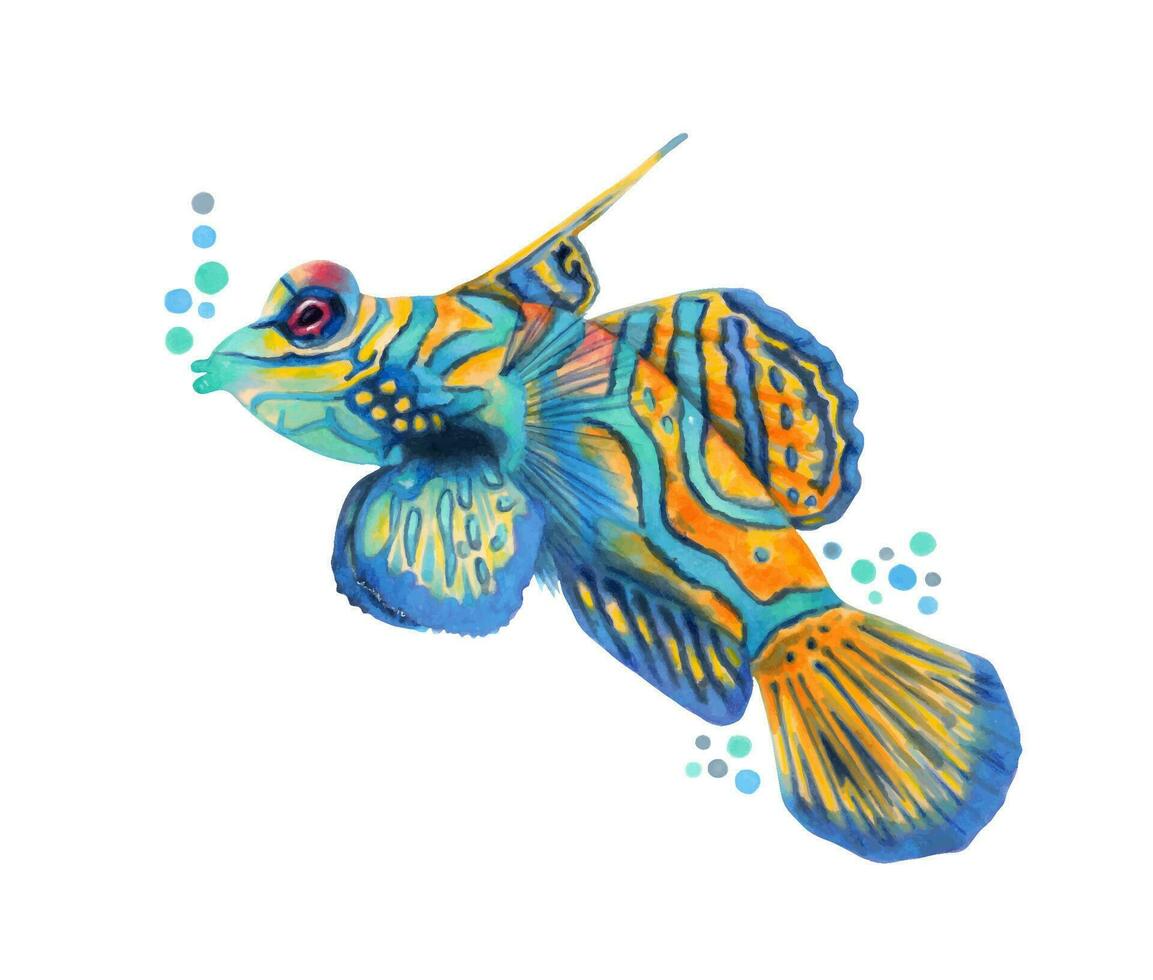 Mandarin fish. Multicolor colorful character. Sea wild animal. Nature underwater, sea wild ocean fish in the zoo.Hand drawn. vector