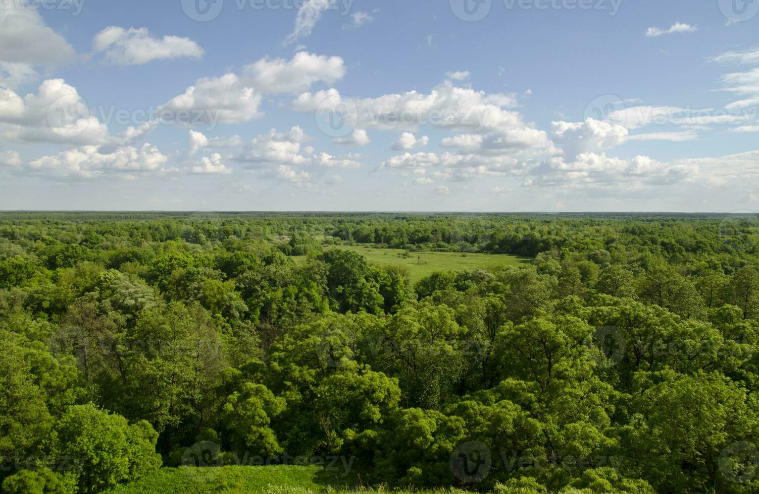 Russian forest with many trees and fields photo