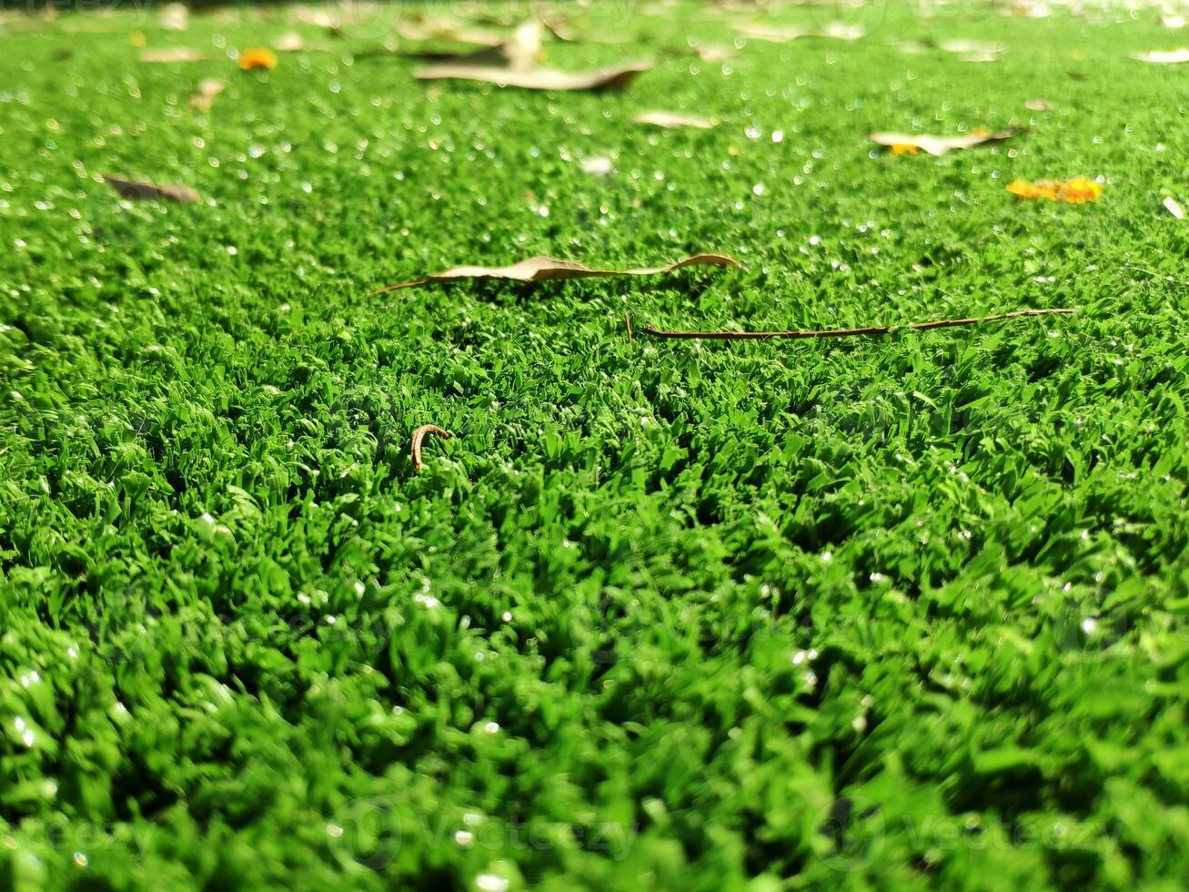 Green grass background close view photo