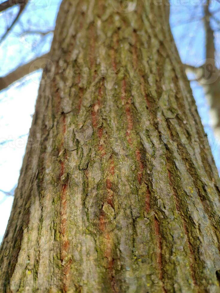 Bark pattern close view, natural forest background photo