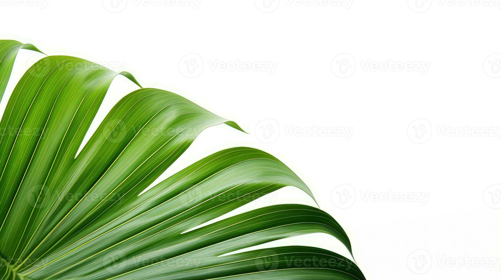 Closeup of palm leaf on white background. silhouette concept photo