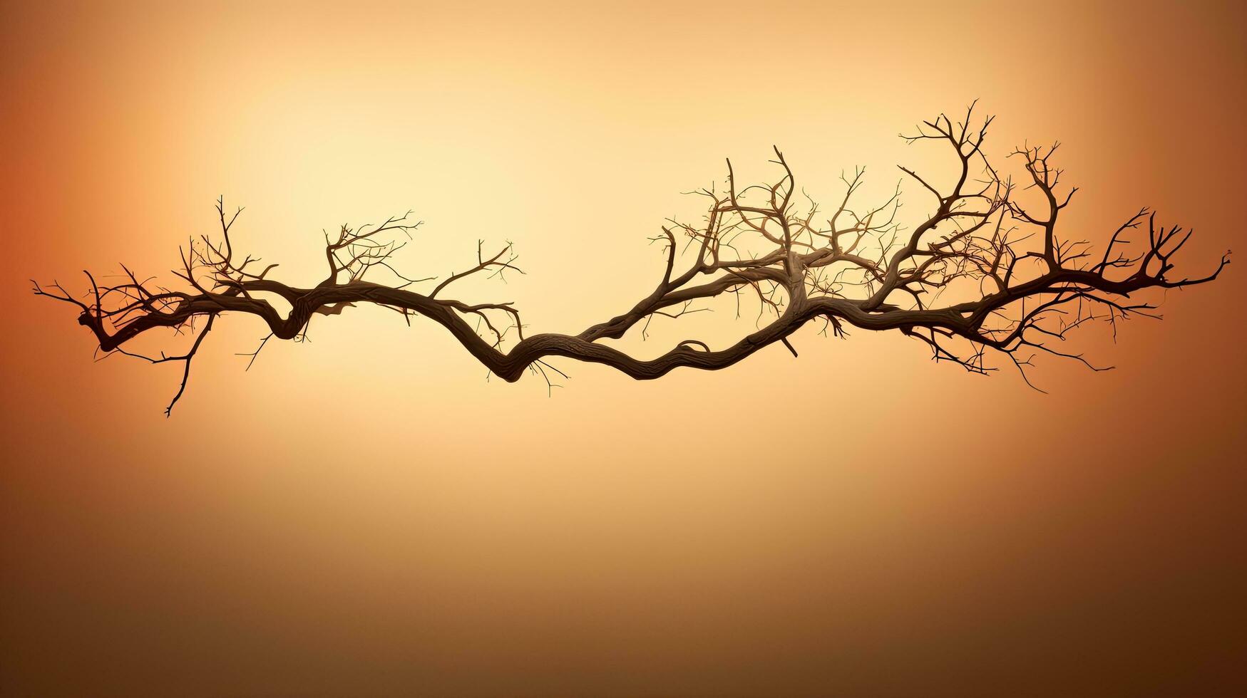 bald tree limb. silhouette concept photo