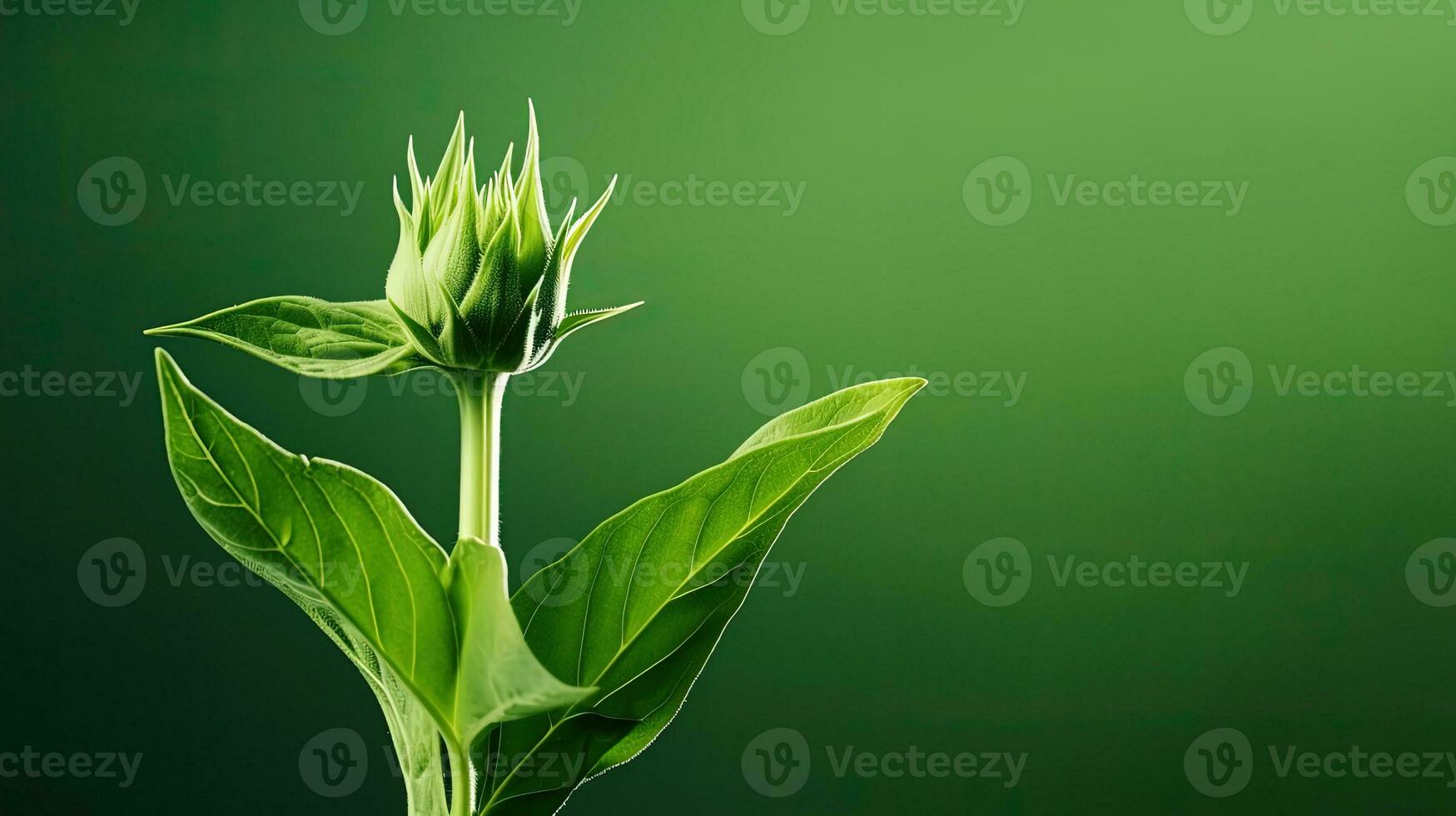 Minimal flower arrangement with sunflower bud cast in artistic shadow against a green backdrop. silhouette concept photo