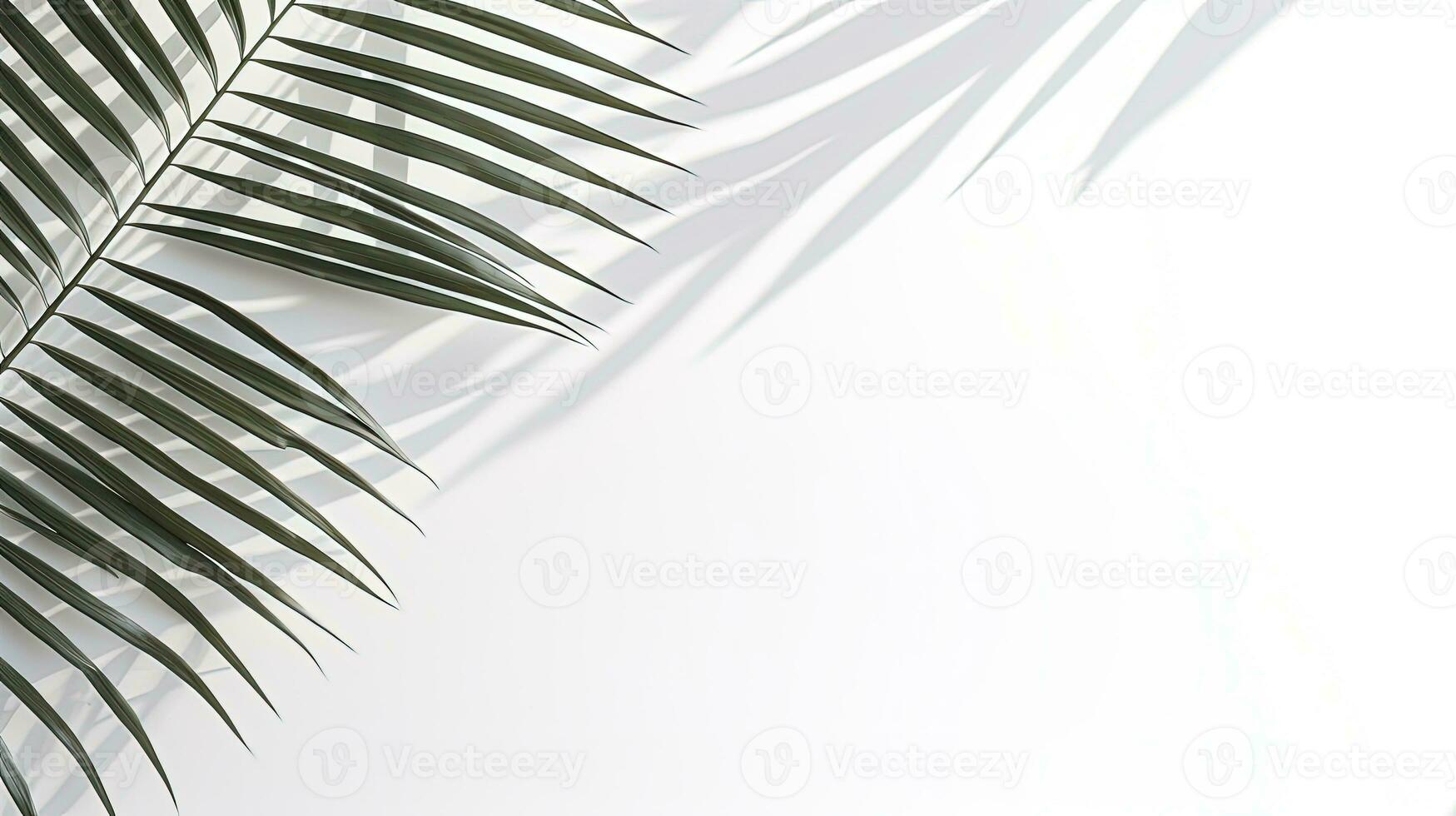 Tropical palm leaf shadow on white wall for design template. silhouette concept photo