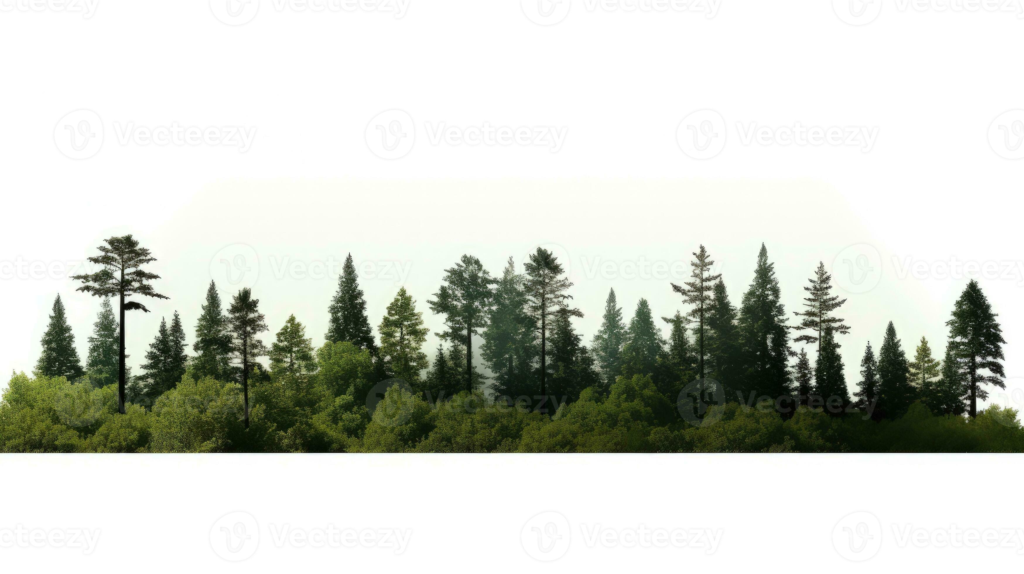 High definition view of trees and shrubs in a summer forest isolated on