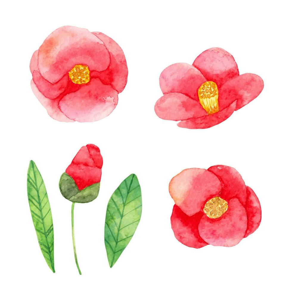 Camellia japonica with red double flowers and green leaves. Set of decorative elements for a greeting card or wedding invitation. Watercolor illustration.Hand drawn isolated art. vector