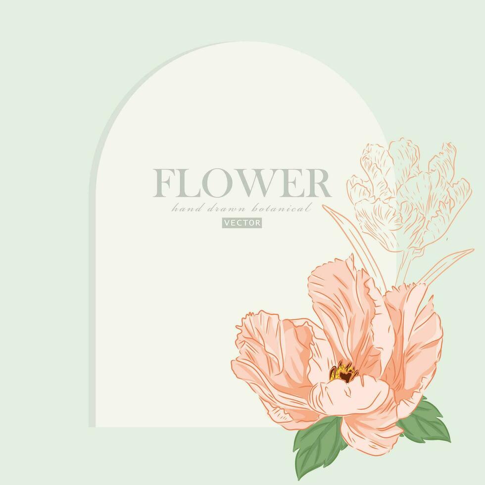 Botanical hand drawn orange tulip  flower illustration on frame vector