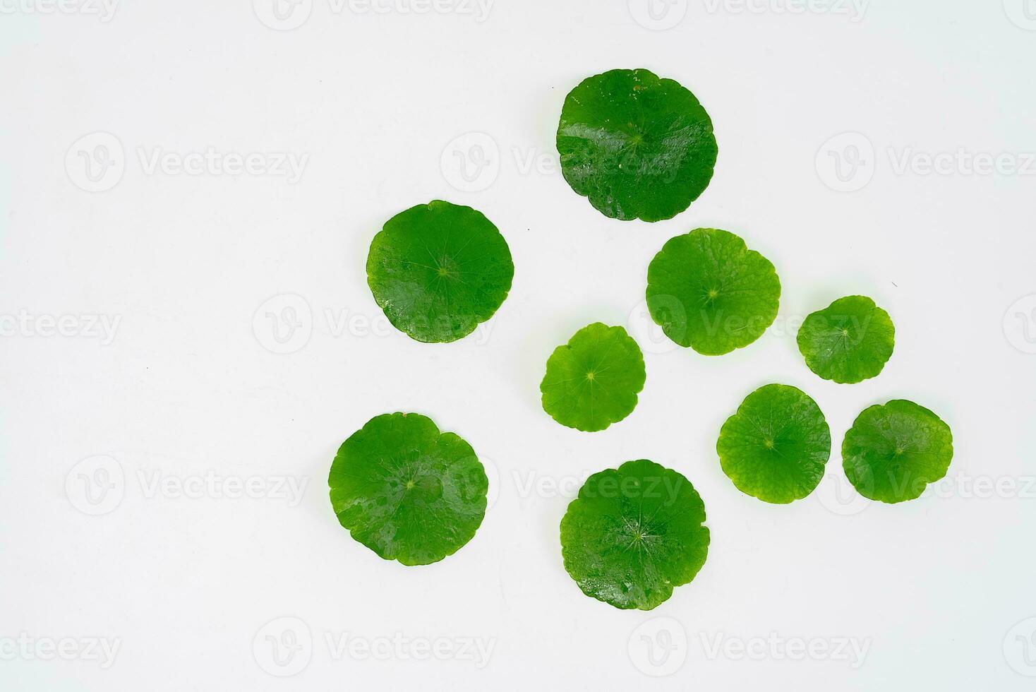 Top view glass beaker containing water and Centella asiatica decorated with erlenmeyer flask and round podium photo