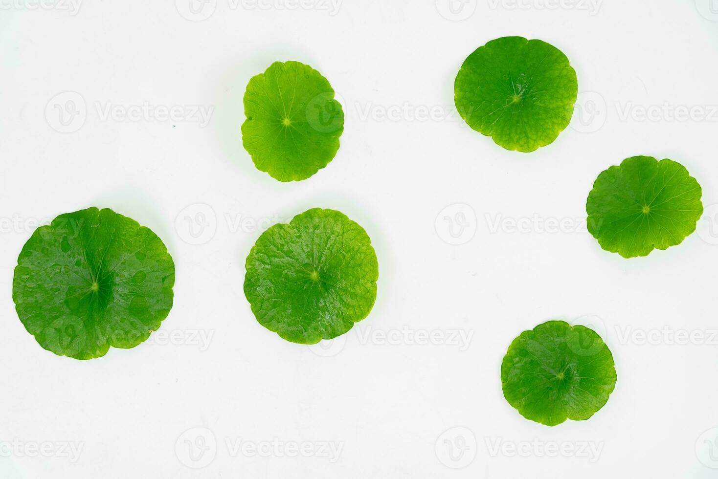 Top view glass beaker containing water and Centella asiatica decorated with erlenmeyer flask and round podium photo