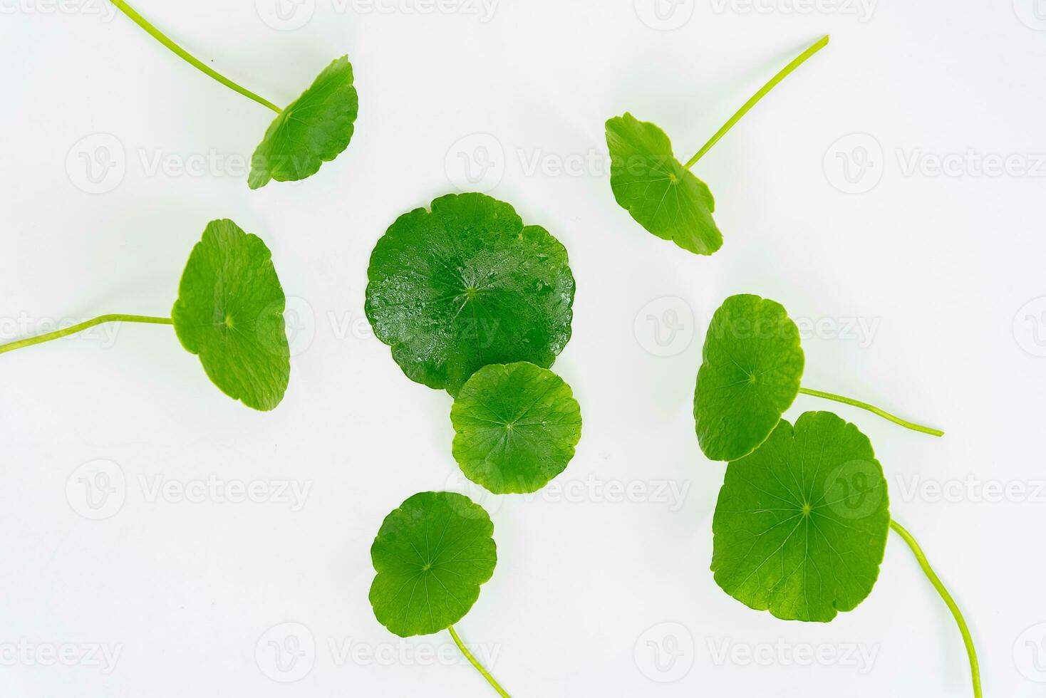 Top view glass beaker containing water and Centella asiatica decorated with erlenmeyer flask and round podium photo