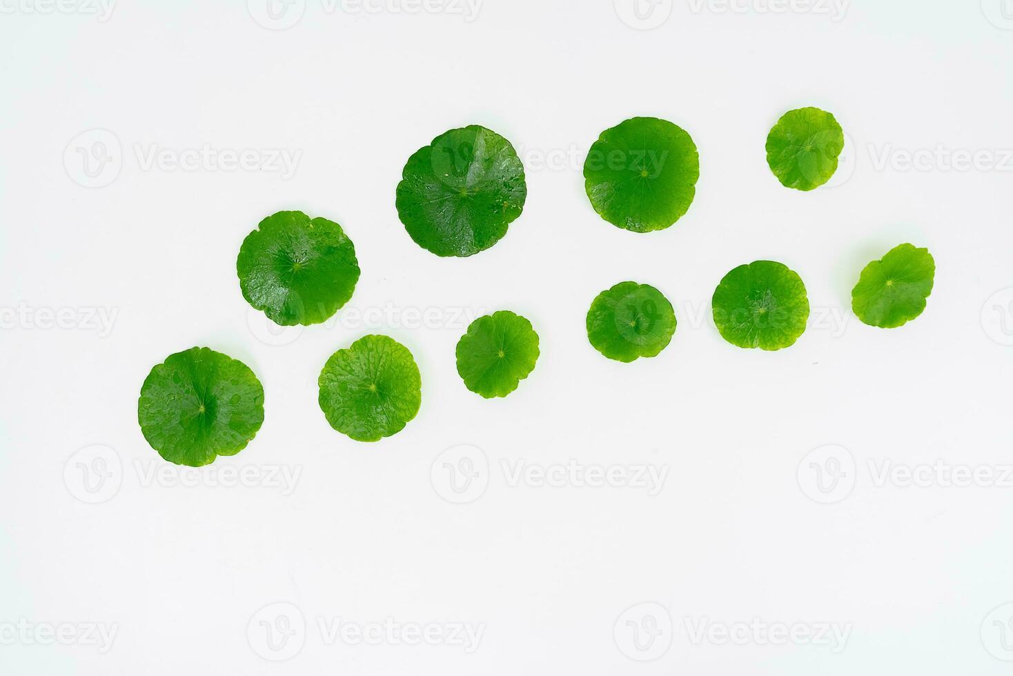 Top view glass beaker containing water and Centella asiatica decorated with erlenmeyer flask and round podium photo