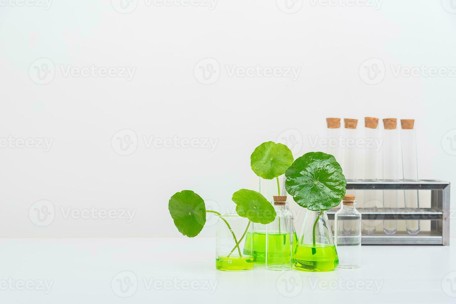 A glass beaker containing water and Centella asiatica decorated with erlenmeyer flask and round podium photo