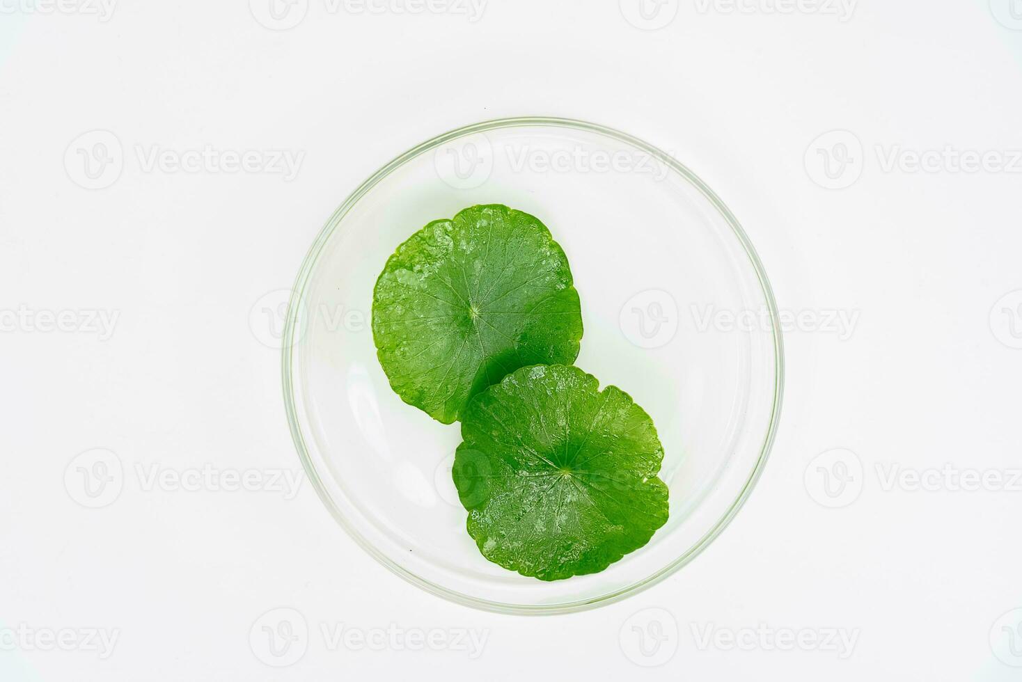 Top view glass beaker containing water and Centella asiatica decorated with erlenmeyer flask and round podium photo