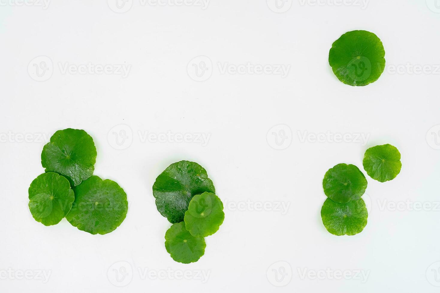 Top view glass beaker containing water and Centella asiatica decorated with erlenmeyer flask and round podium photo