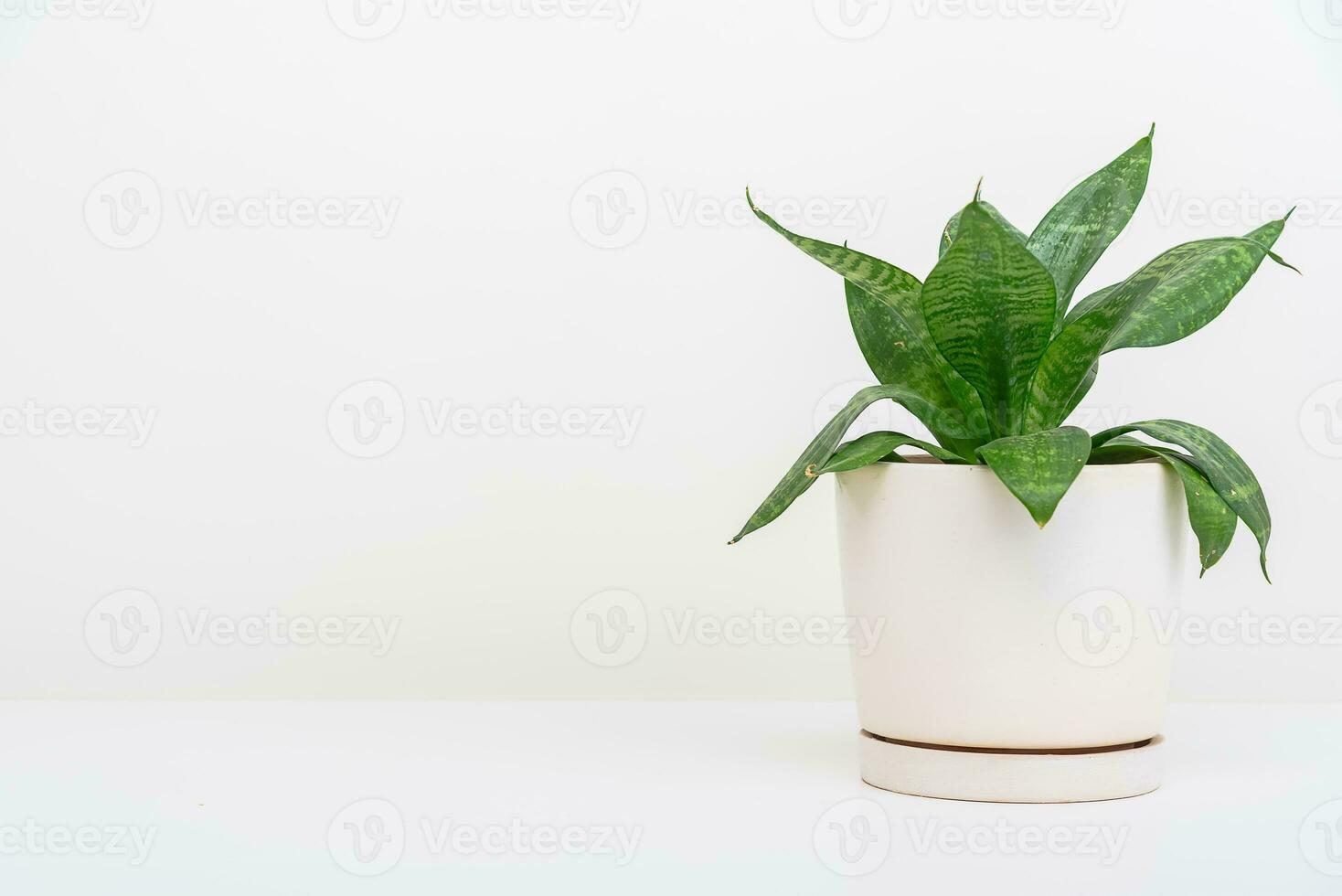 clean image of a large leaf house plant in a gray room on a white background photo
