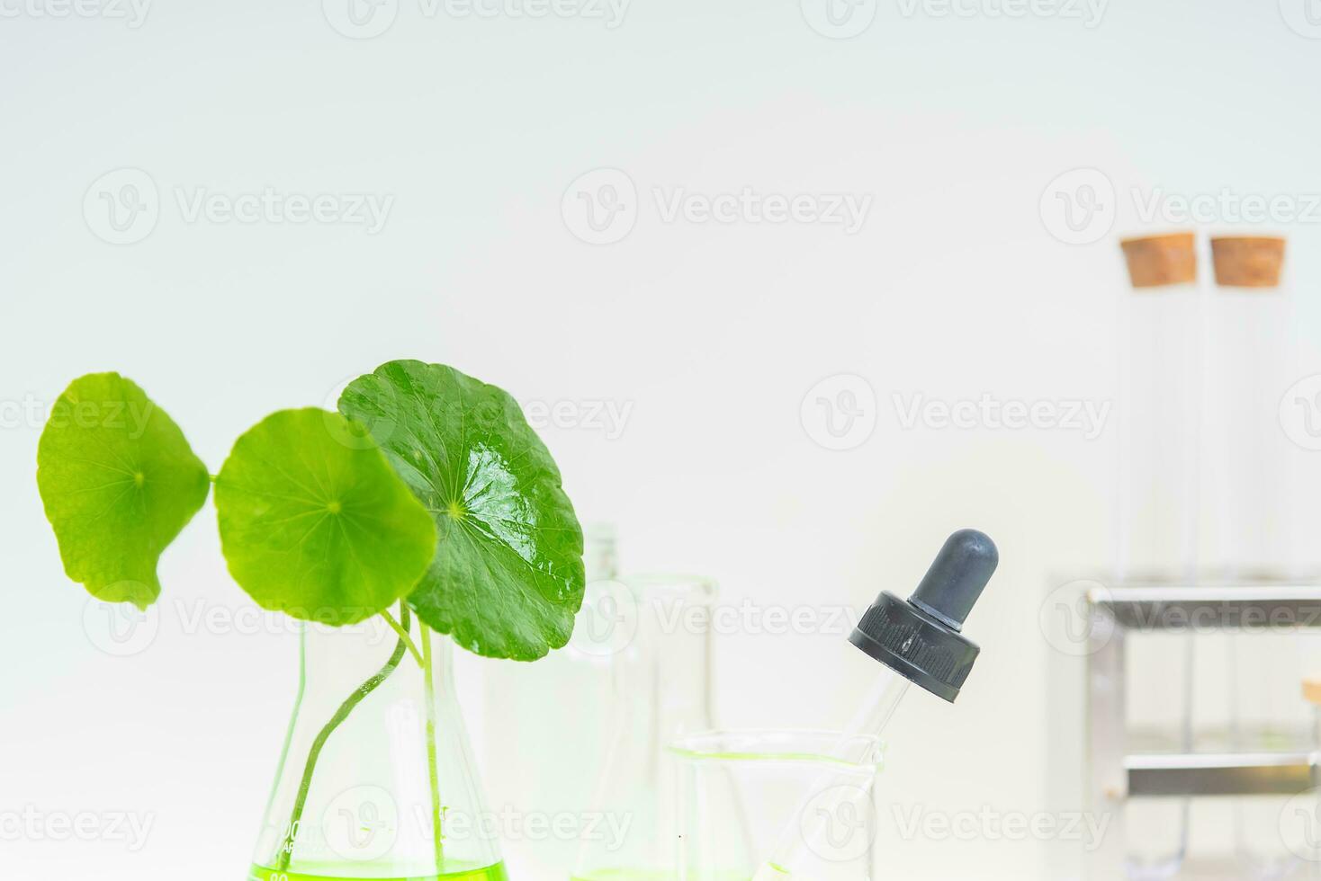 A glass beaker containing water and Centella asiatica decorated with erlenmeyer flask and round podium photo