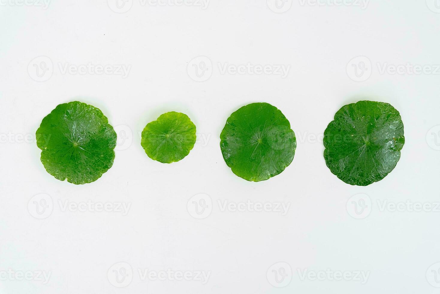 Top view glass beaker containing water and Centella asiatica decorated with erlenmeyer flask and round podium photo