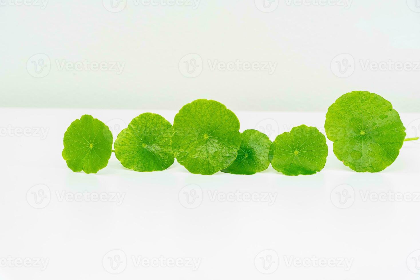A glass beaker containing water and Centella asiatica decorated with erlenmeyer flask and round podium photo