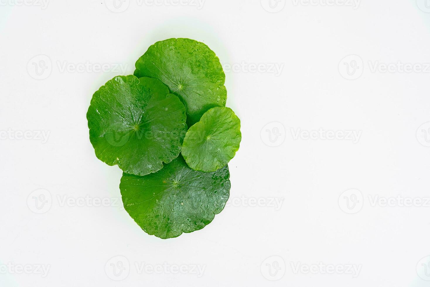 Top view glass beaker containing water and Centella asiatica decorated with erlenmeyer flask and round podium photo