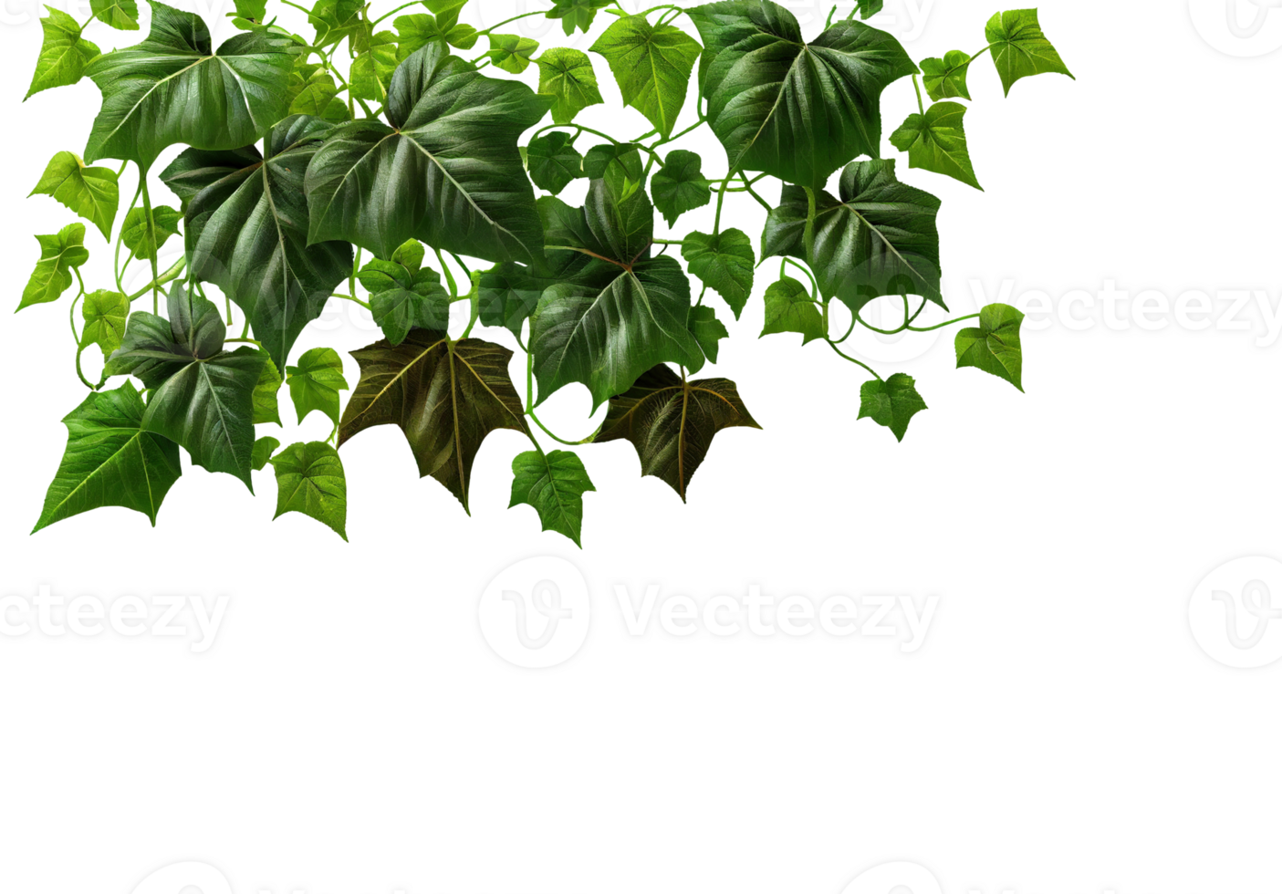 Green ivy leaves isolated on transparent background, created with generative AI png