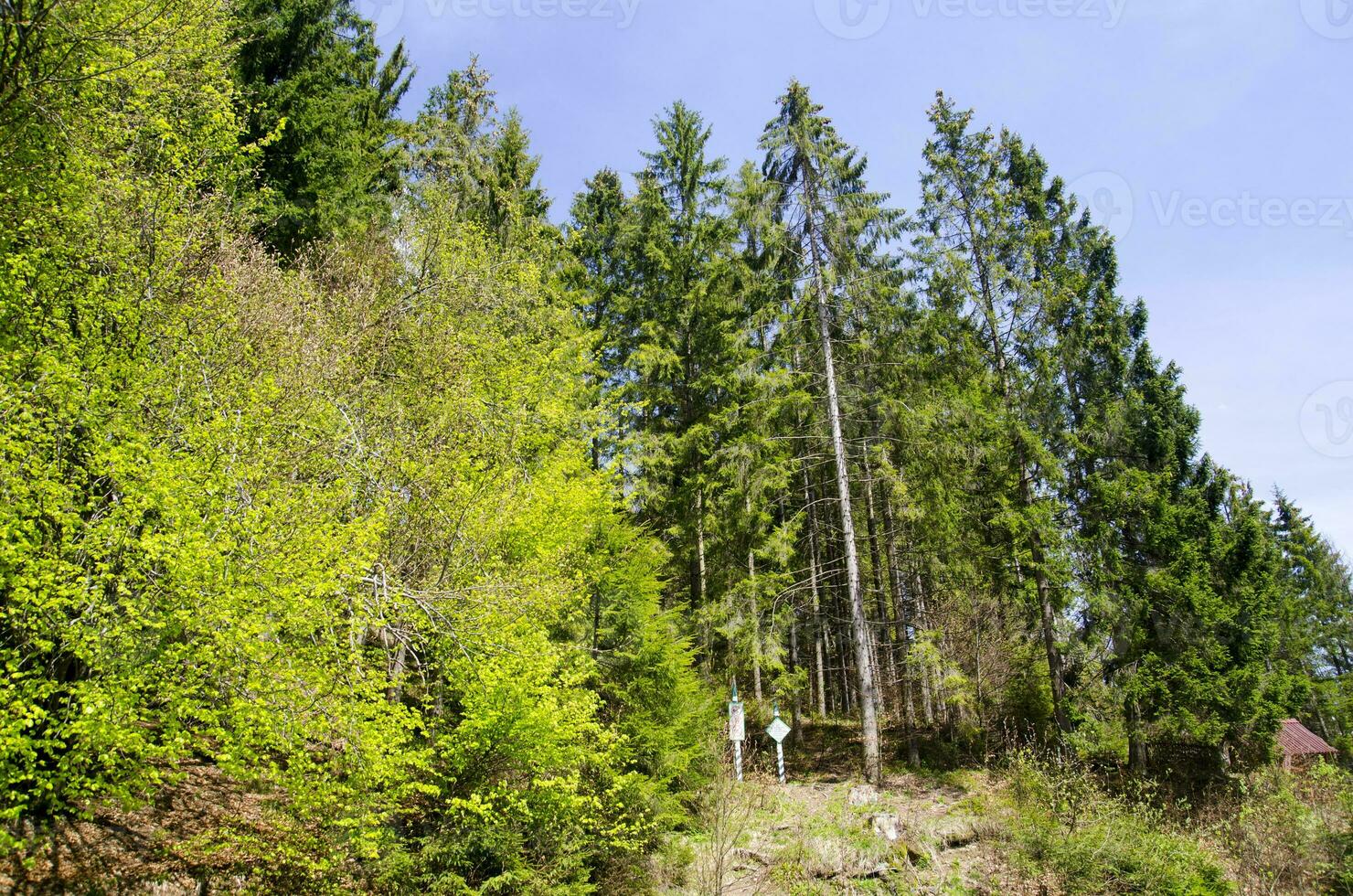 Summer mountain forest photo