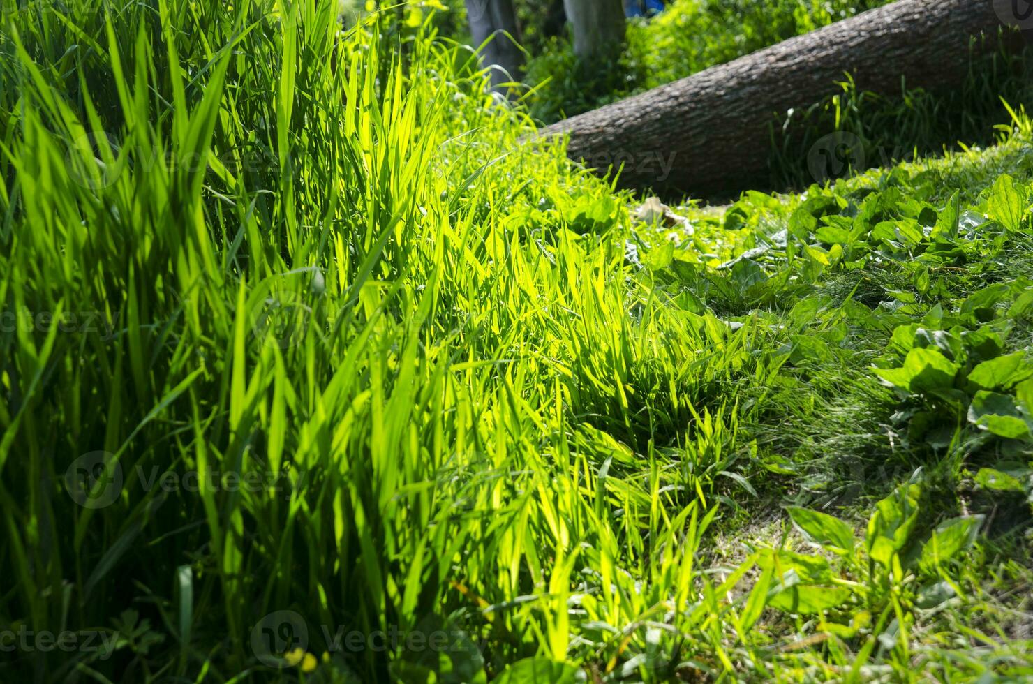 Green grass background photo