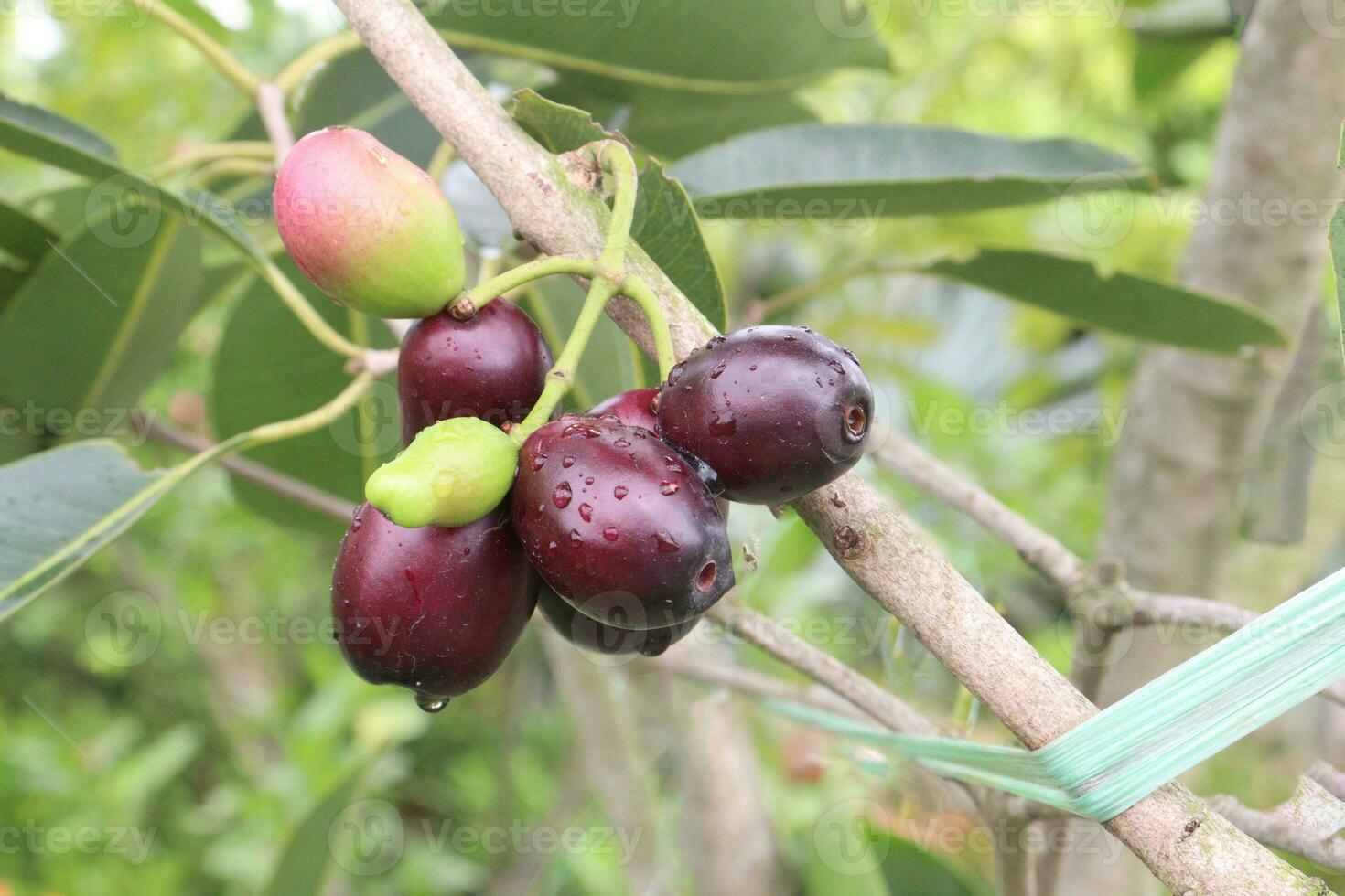 Java plum on tree in farm photo