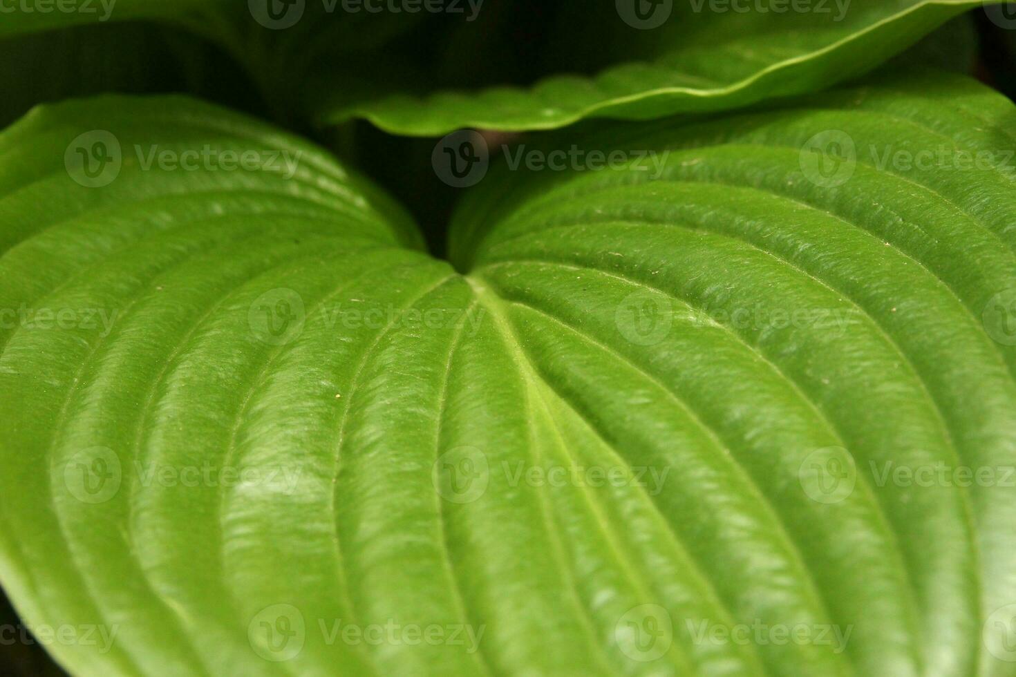 Green flower leaves photo