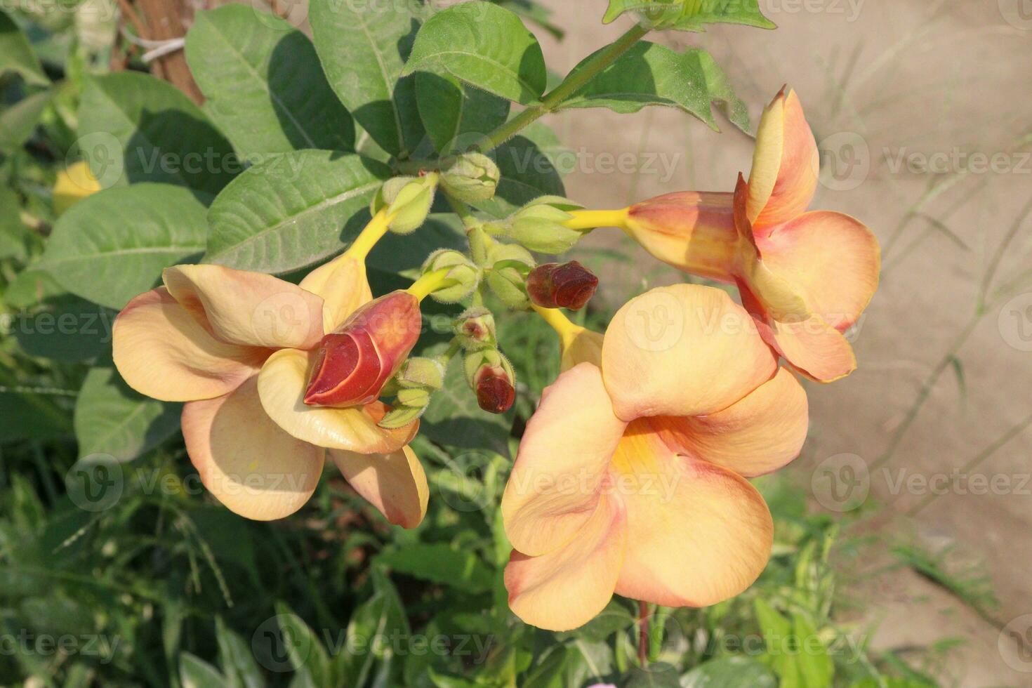 Allamanda blanchetii flower tree plant on farm photo