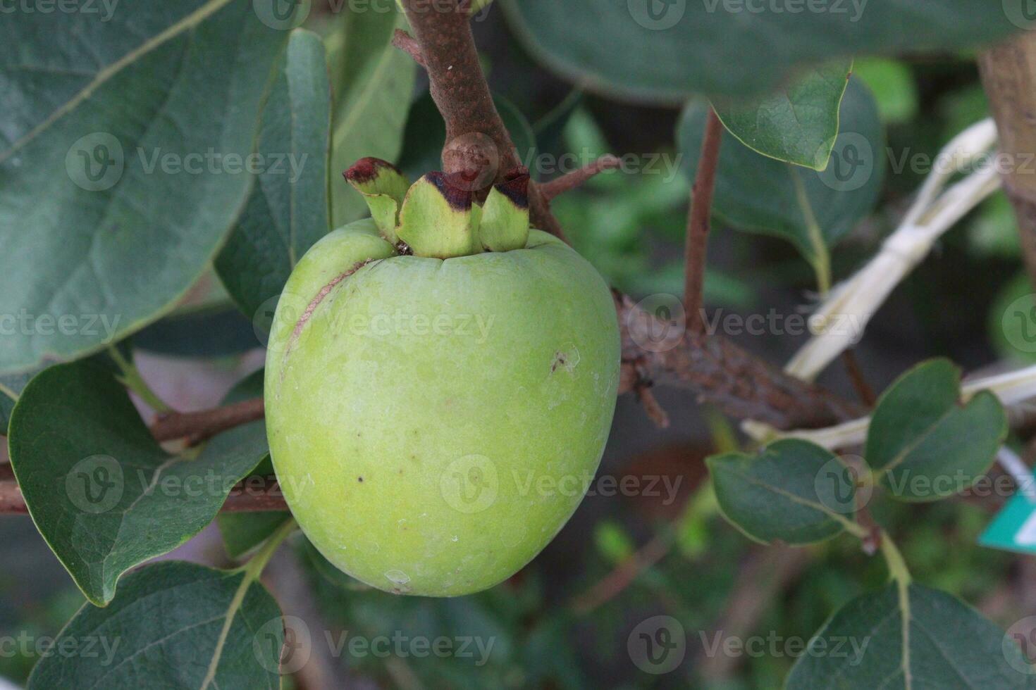 raw persimmon on tree in farm photo